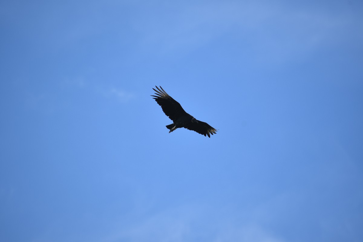 Black Vulture - ML479119471