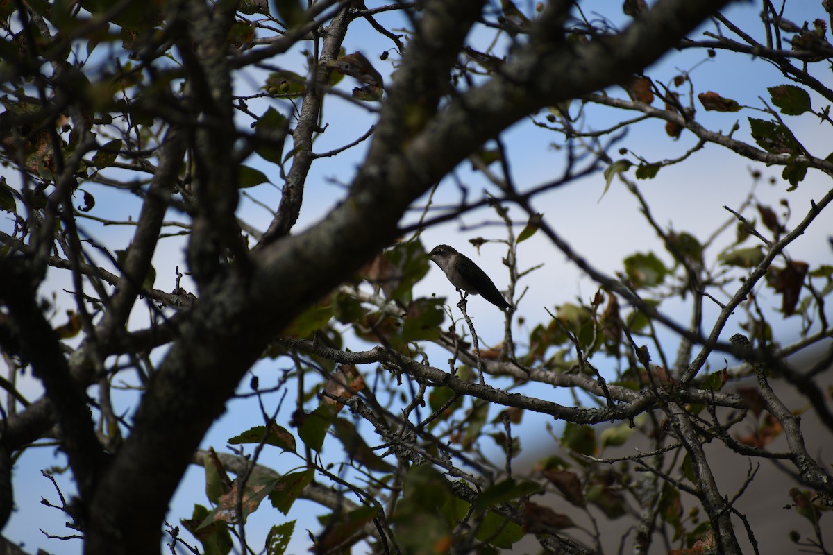 Ruby-throated Hummingbird - ML479119721