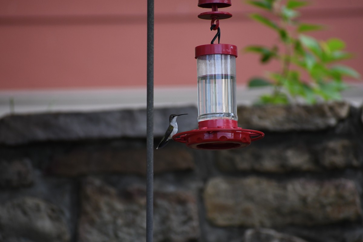 Ruby-throated Hummingbird - ML479119821