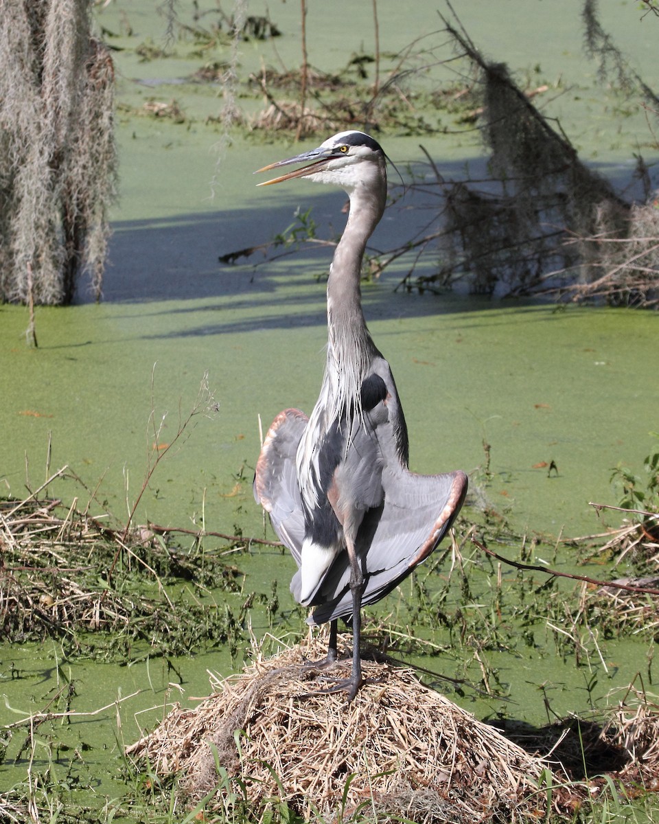 Great Blue Heron (Great Blue) - Mike V.A. Burrell