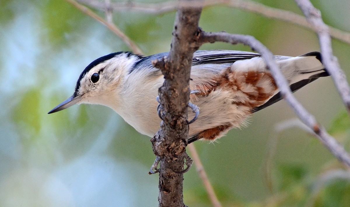 White-breasted Nuthatch (Eastern) - ML47912511
