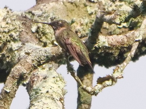 Ruby-throated Hummingbird - Roger Horn