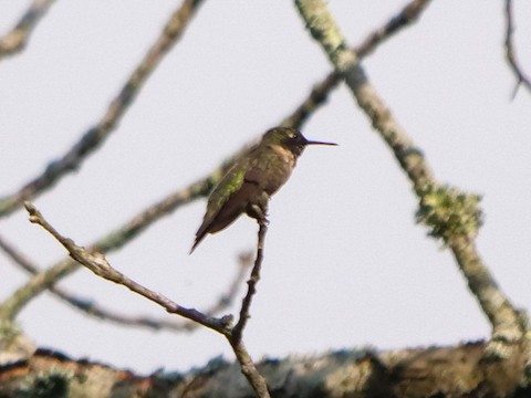Ruby-throated Hummingbird - Roger Horn