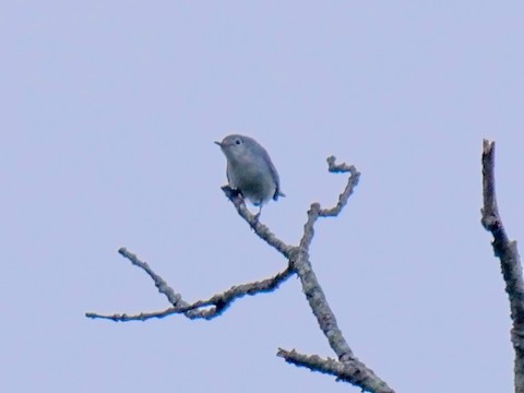 Blue-gray Gnatcatcher - Roger Horn
