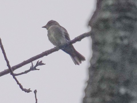 Eastern Wood-Pewee - Roger Horn