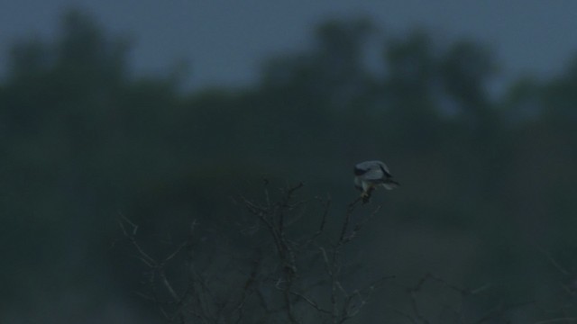 Black-shouldered Kite - ML479127
