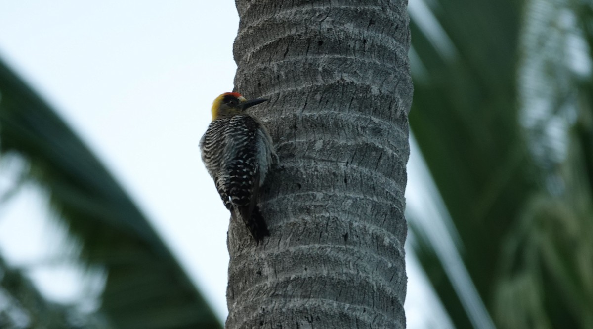 Golden-cheeked Woodpecker - Kurt Radamaker