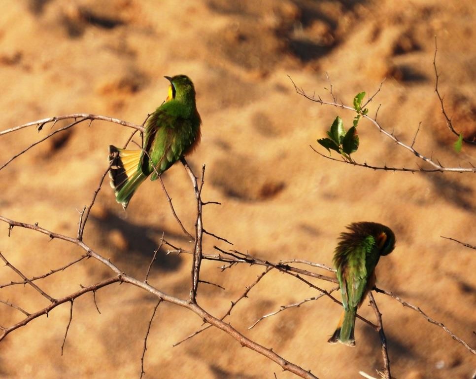 Little Bee-eater - Stephen Long