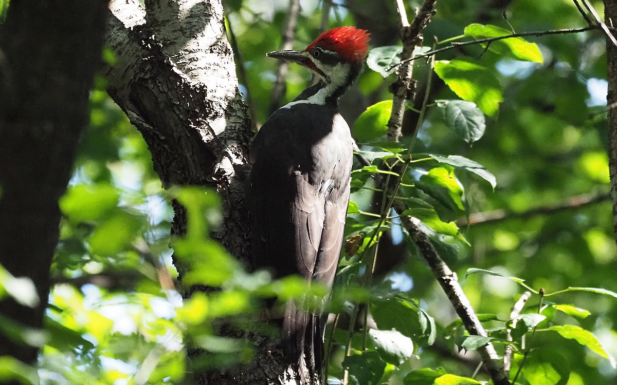 Pileated Woodpecker - Gordon Johnston