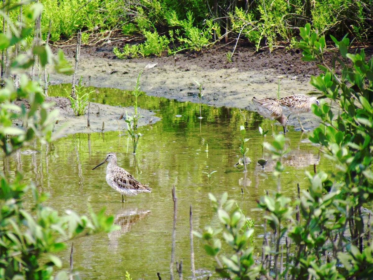Long-billed Dowitcher - Lisa Owens