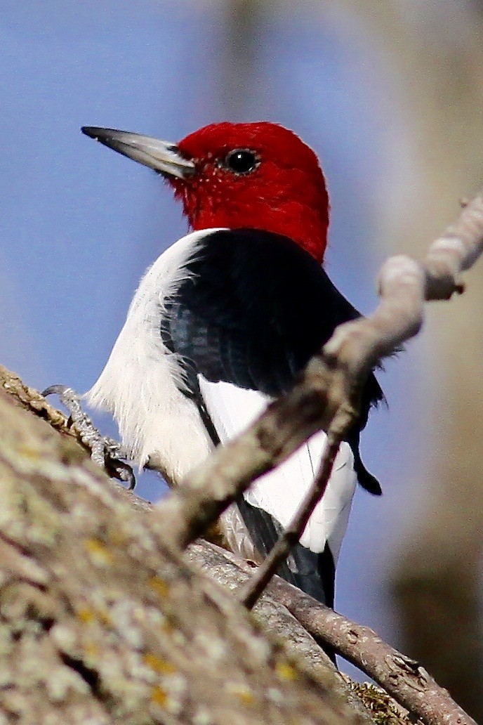 Red-headed Woodpecker - Ronald Newhouse