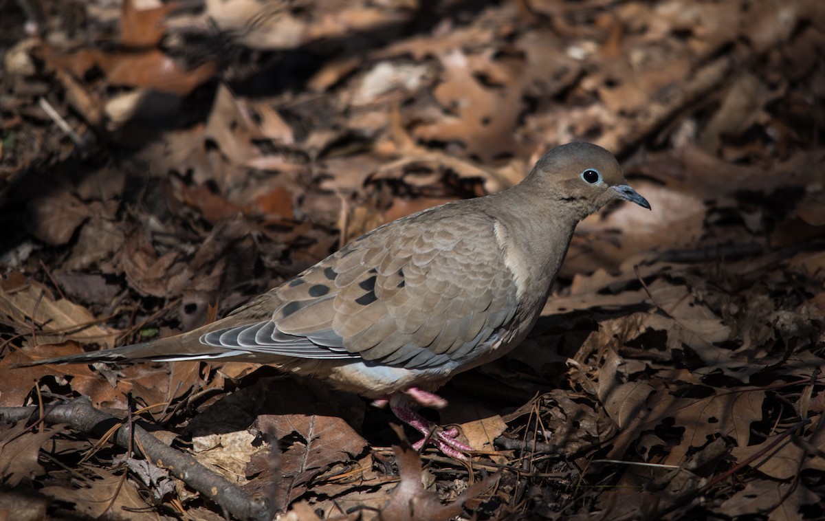 Mourning Dove - Frank King