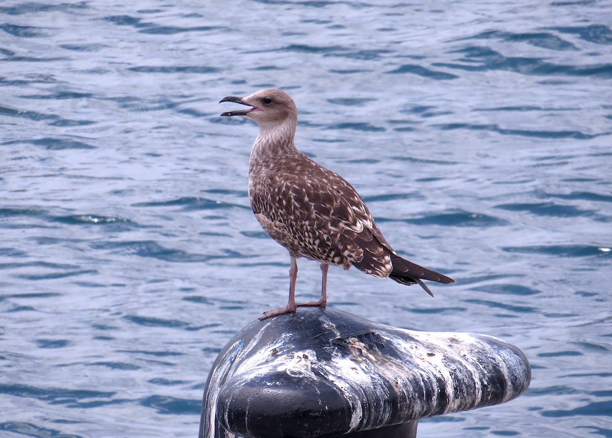Yellow-legged Gull (atlantis) - ML479160331