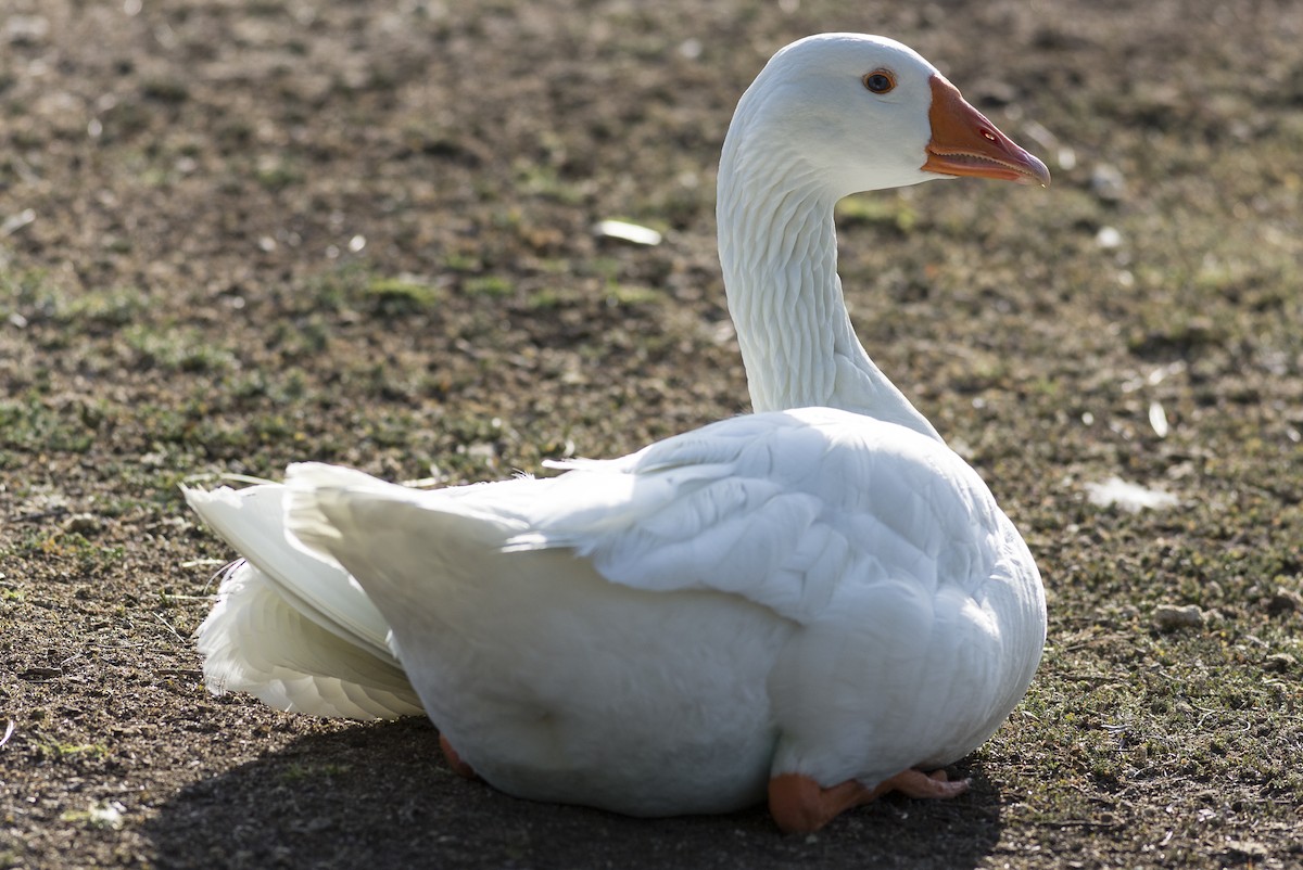 Graylag Goose (Domestic type) - ML479160841