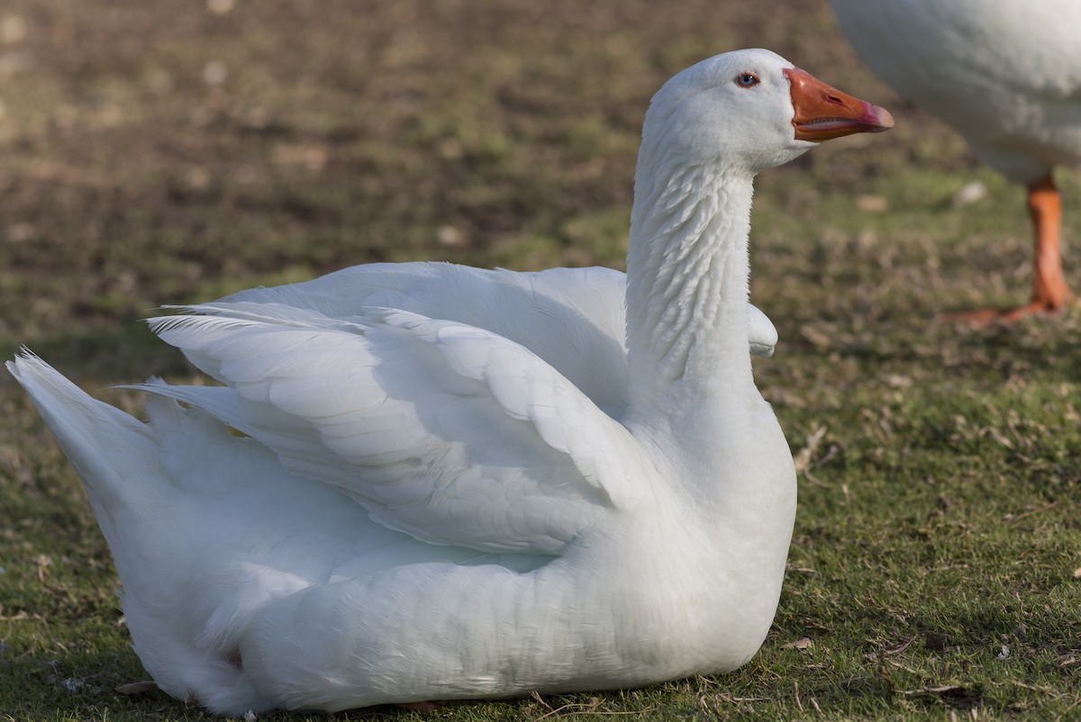 Graylag Goose (Domestic type) - Anthony Gliozzo