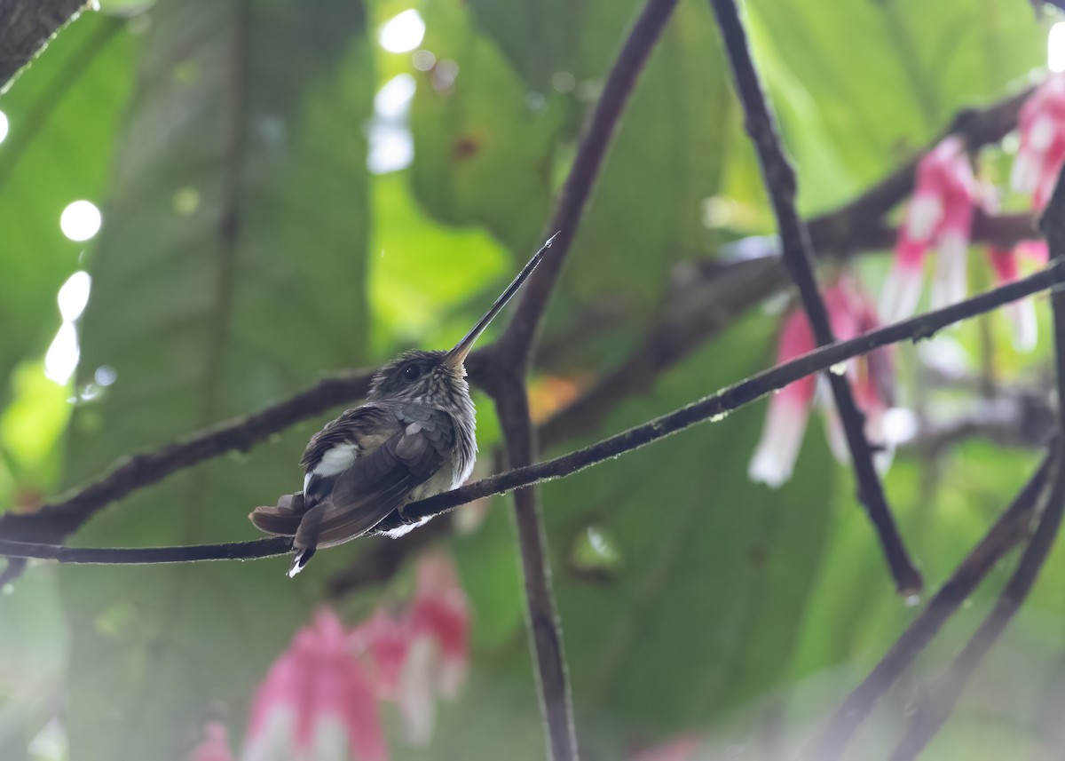 Tooth-billed Hummingbird - ML479161381