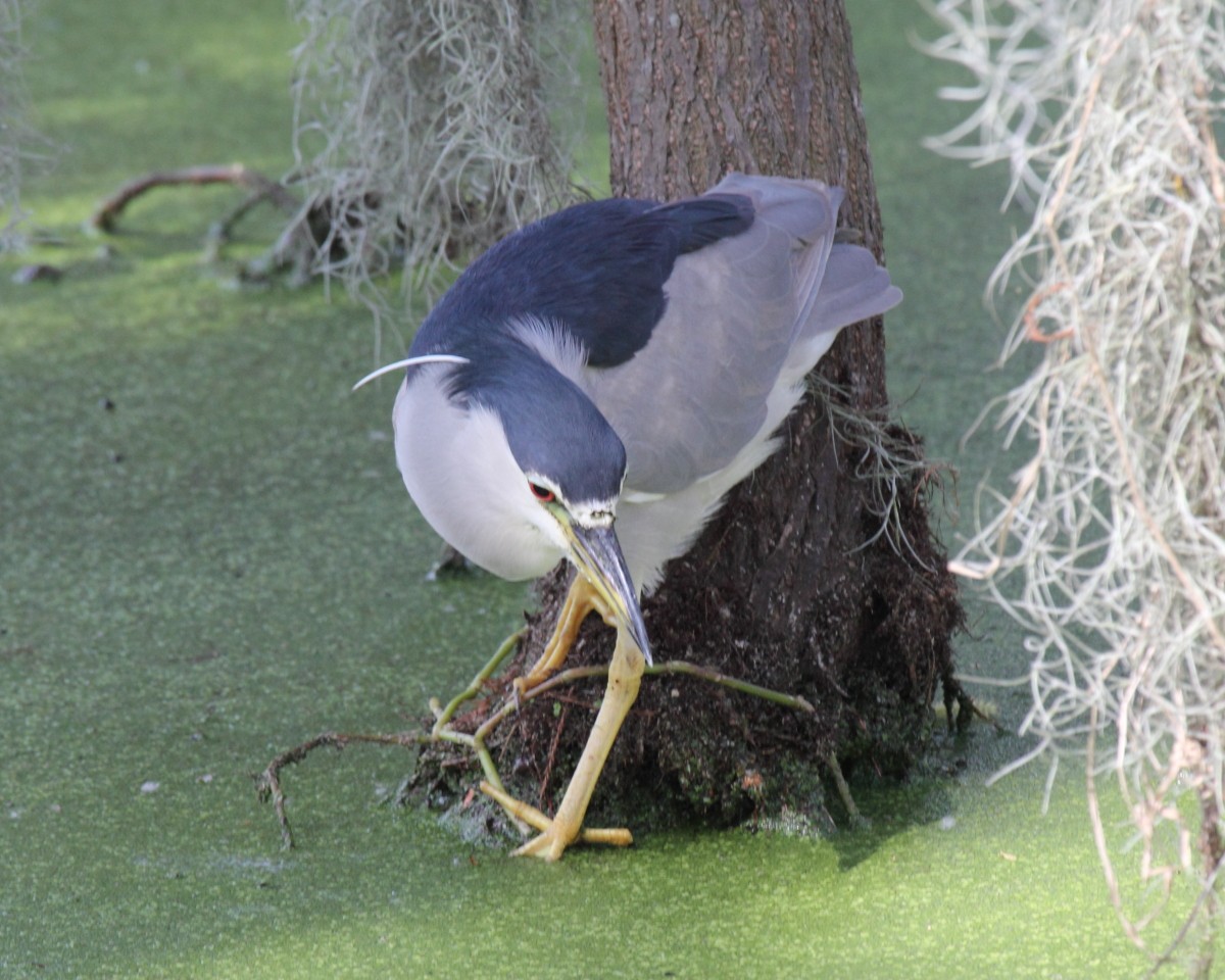 Black-crowned Night Heron (American) - Mike V.A. Burrell