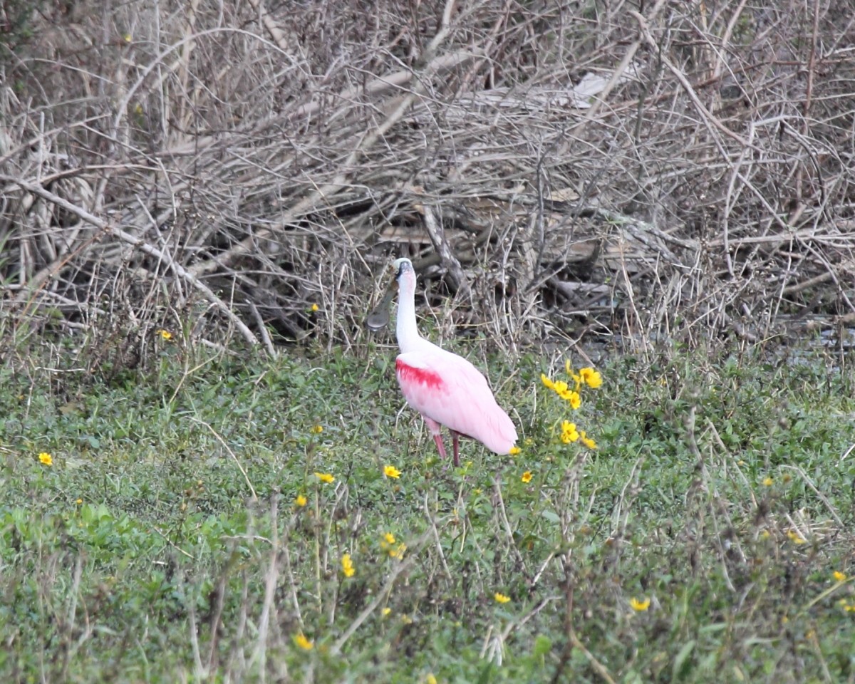 Roseate Spoonbill - Mike V.A. Burrell