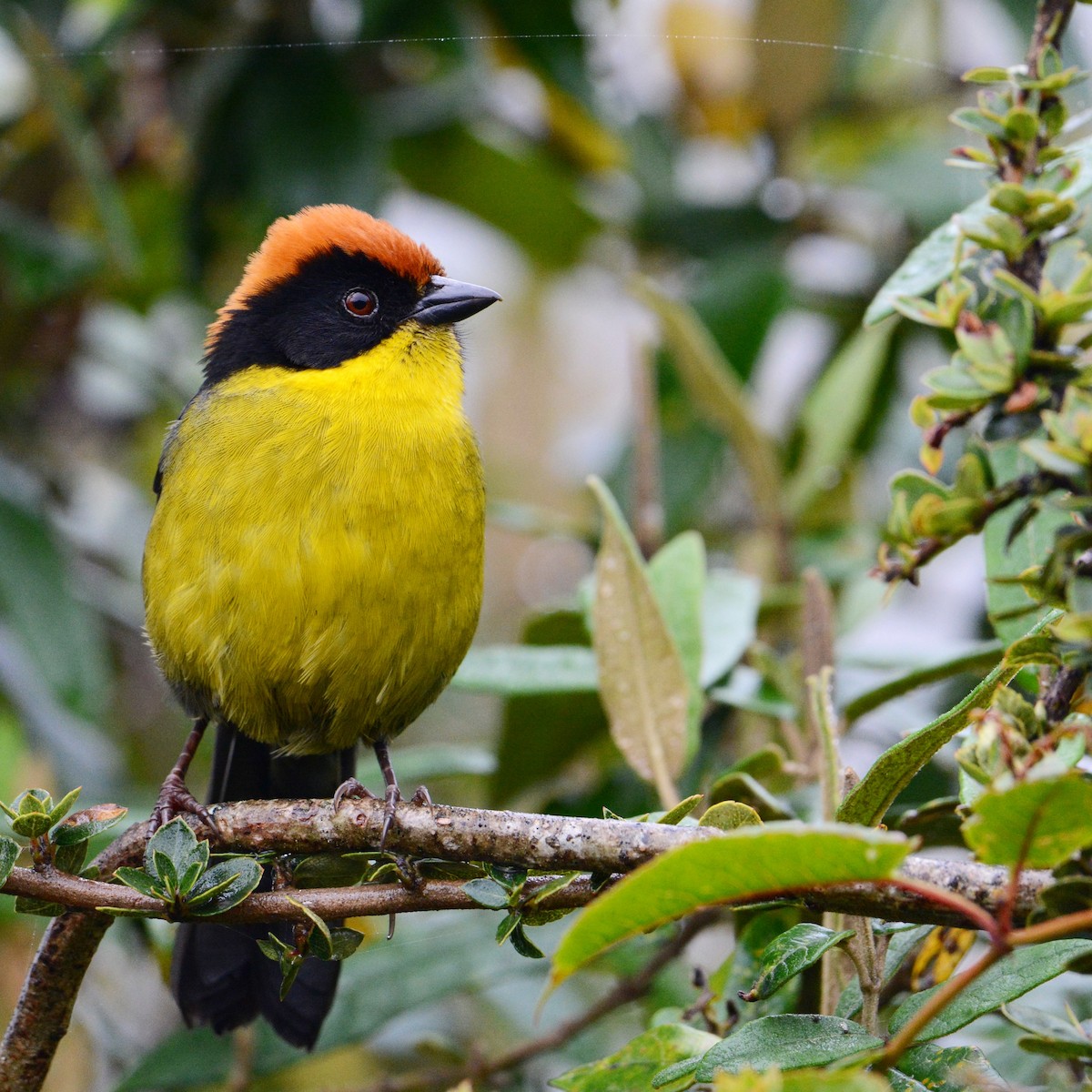 Yellow-breasted Brushfinch - Patrick Maurice