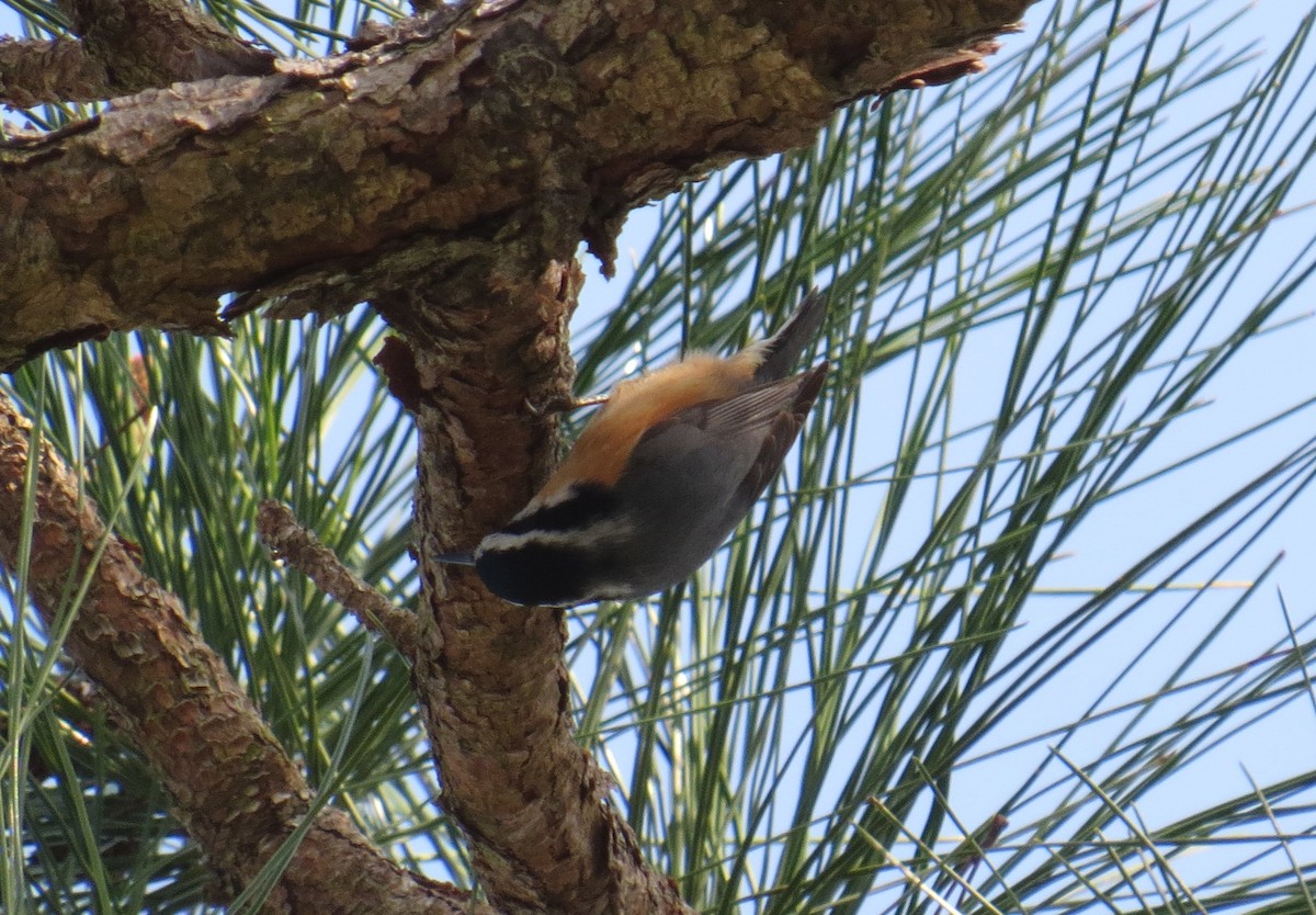 Red-breasted Nuthatch - David Muth