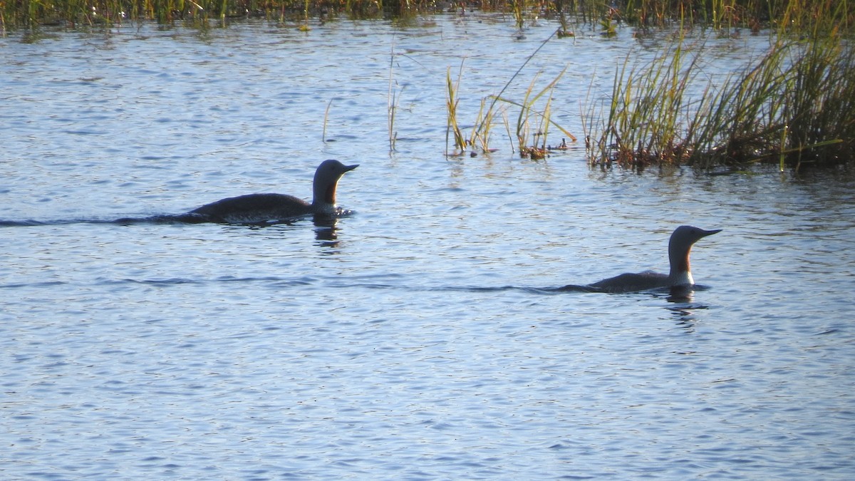 Red-throated Loon - ML479171831