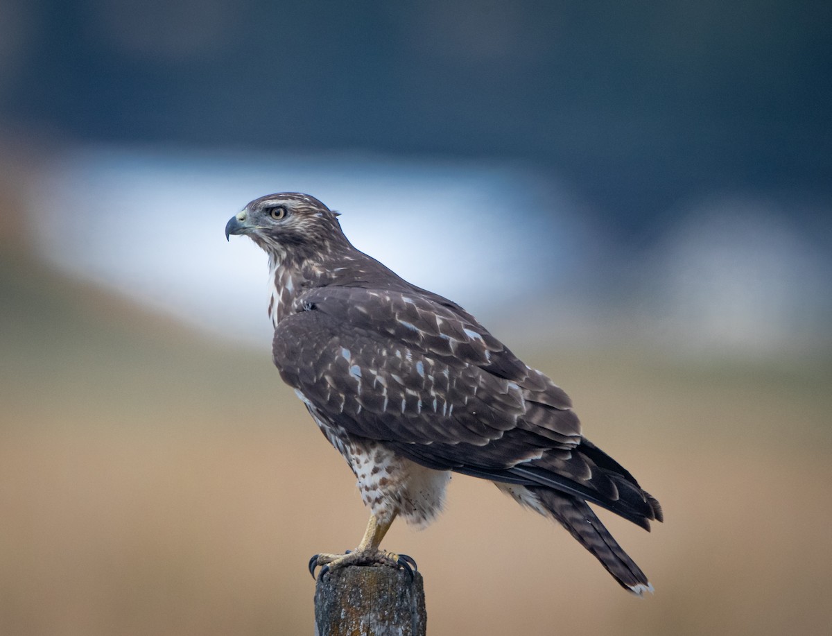Red-tailed Hawk - ML479178961