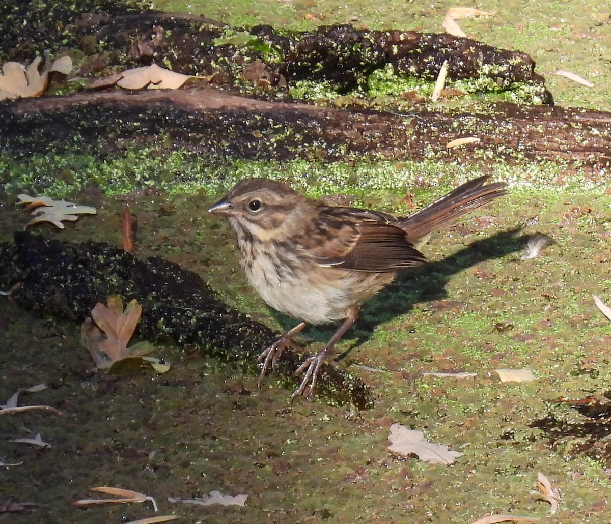 Song Sparrow (heermanni Group) - radha krishna