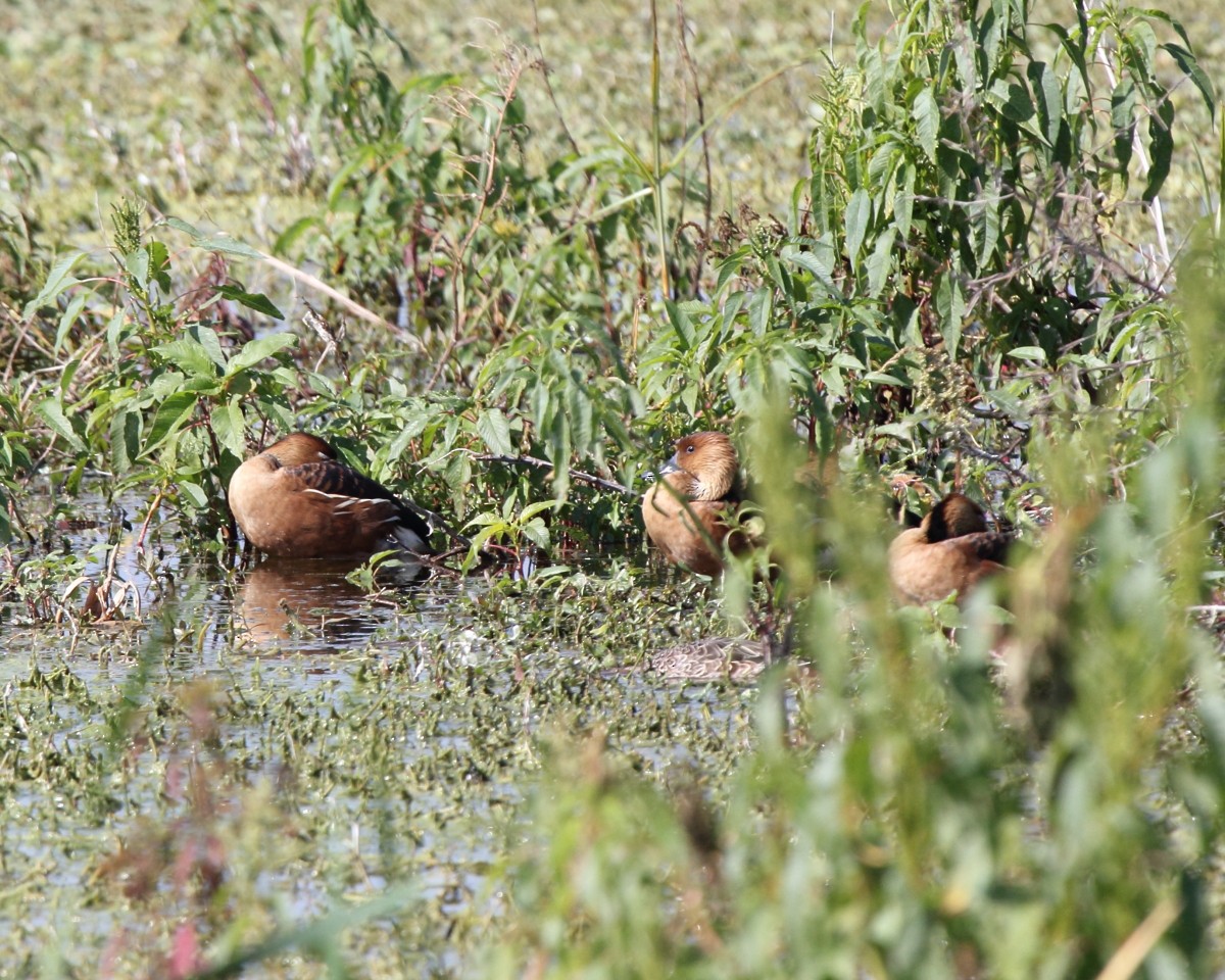 Fulvous Whistling-Duck - Mike V.A. Burrell