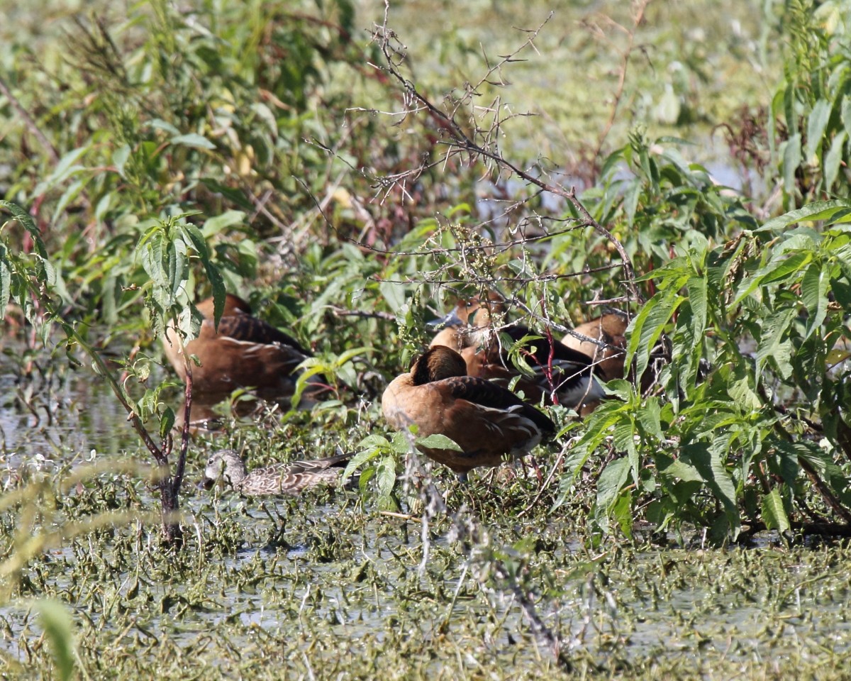 Fulvous Whistling-Duck - Mike V.A. Burrell