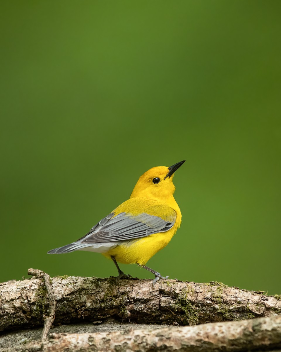 Prothonotary Warbler - ML479182081