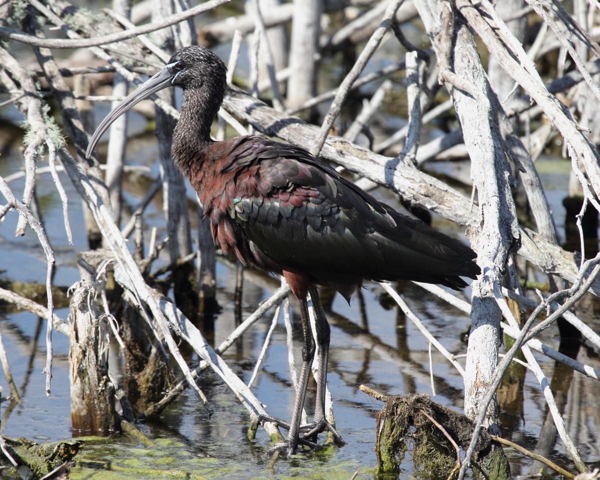 Glossy Ibis - Mike V.A. Burrell