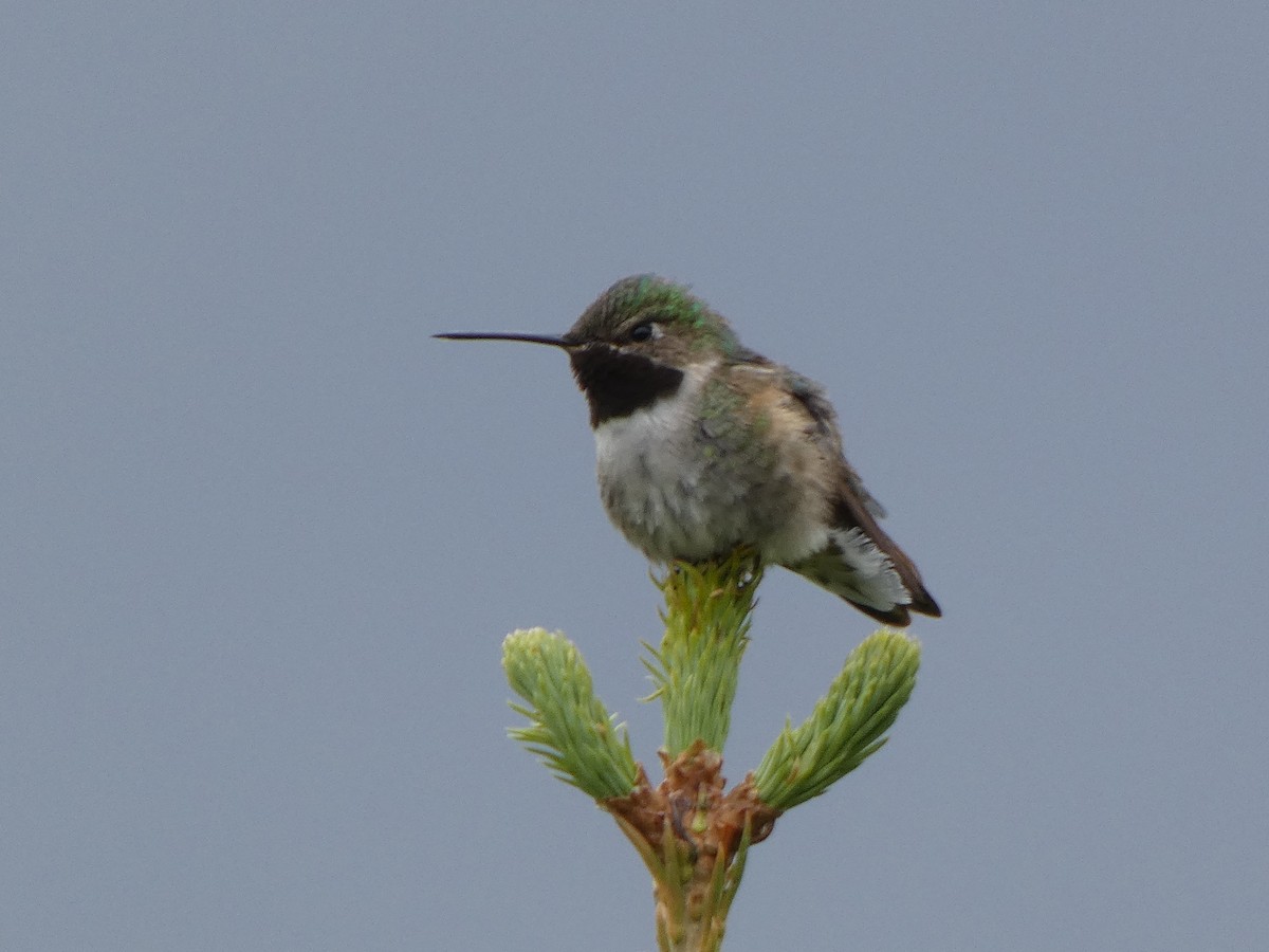 Broad-tailed Hummingbird - ML479187201