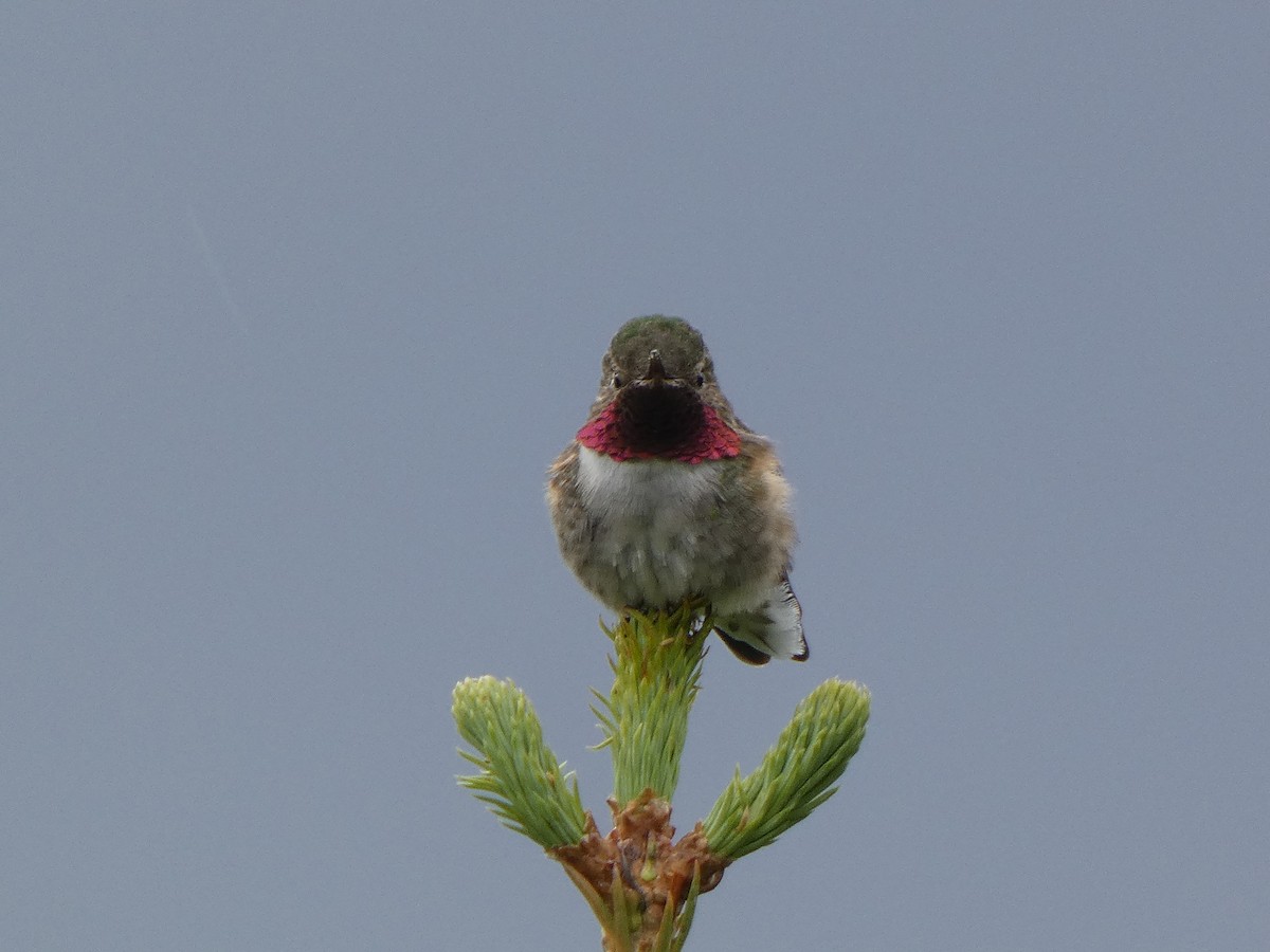 Broad-tailed Hummingbird - ML479187211
