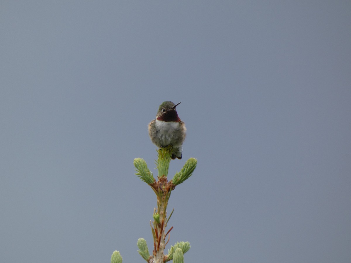 Broad-tailed Hummingbird - ML479187541