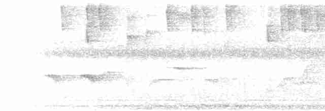 klatremaurvarsler (anabatinus gr.) - ML479202971
