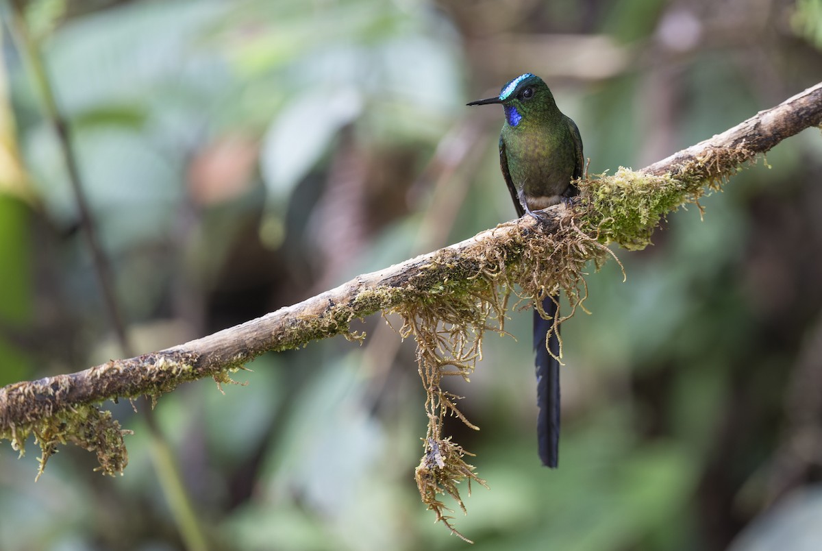 Violet-tailed Sylph - ML479205931