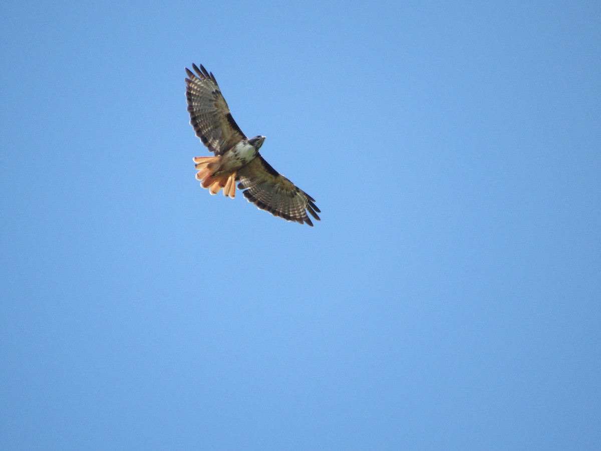 Red-tailed Hawk (costaricensis) - ML479206401
