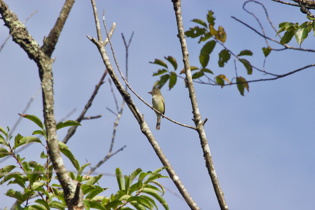 eBird Checklist 28 Aug 2022 Manorville Hills County Park 21 species (+2 other taxa)