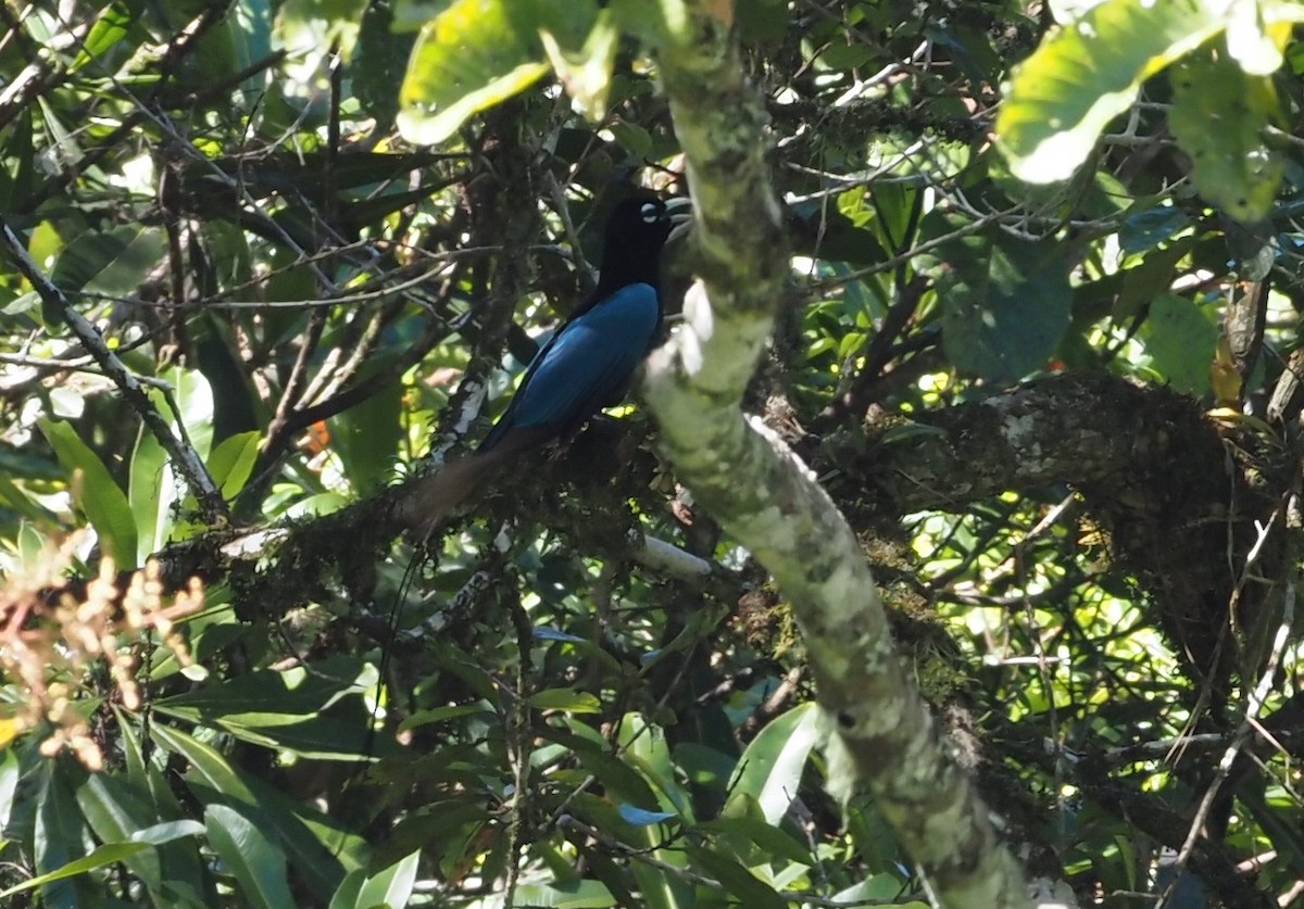Blue Bird-of-Paradise - ML479211871