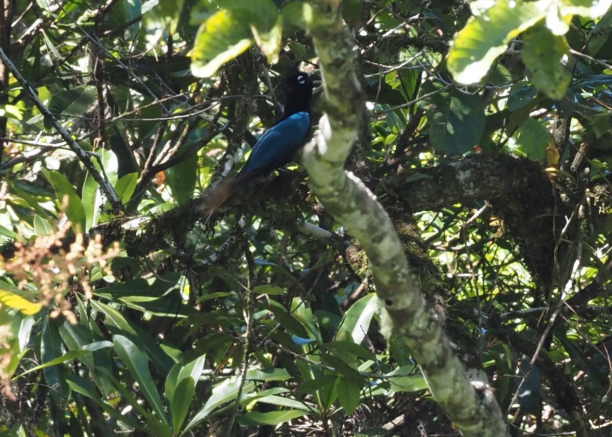 Blue Bird-of-Paradise - ML479211971