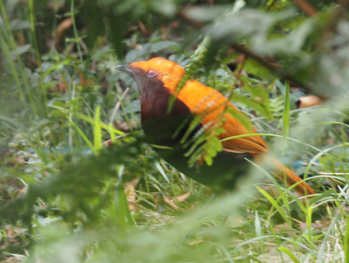 Crested Satinbird (Red) - ML479215121