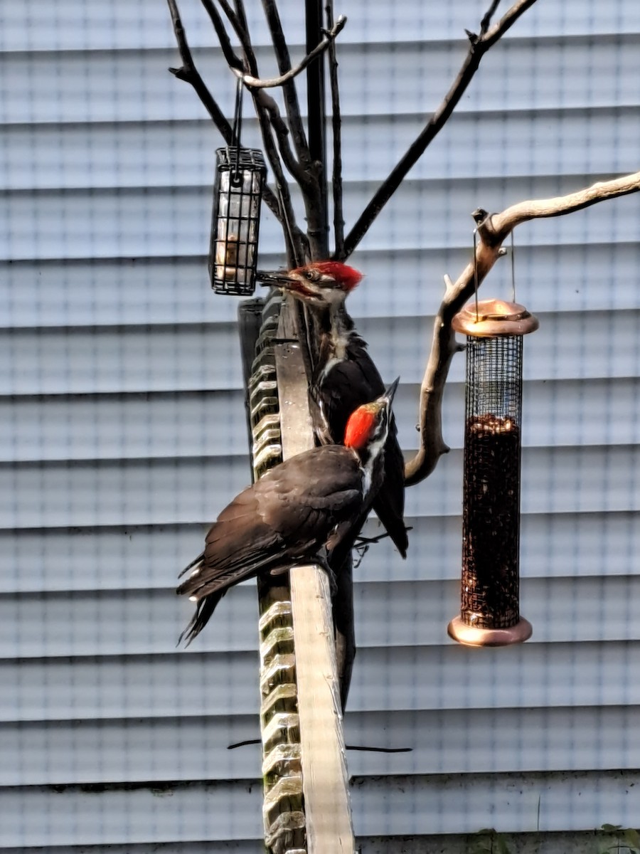 Pileated Woodpecker - ML479216161