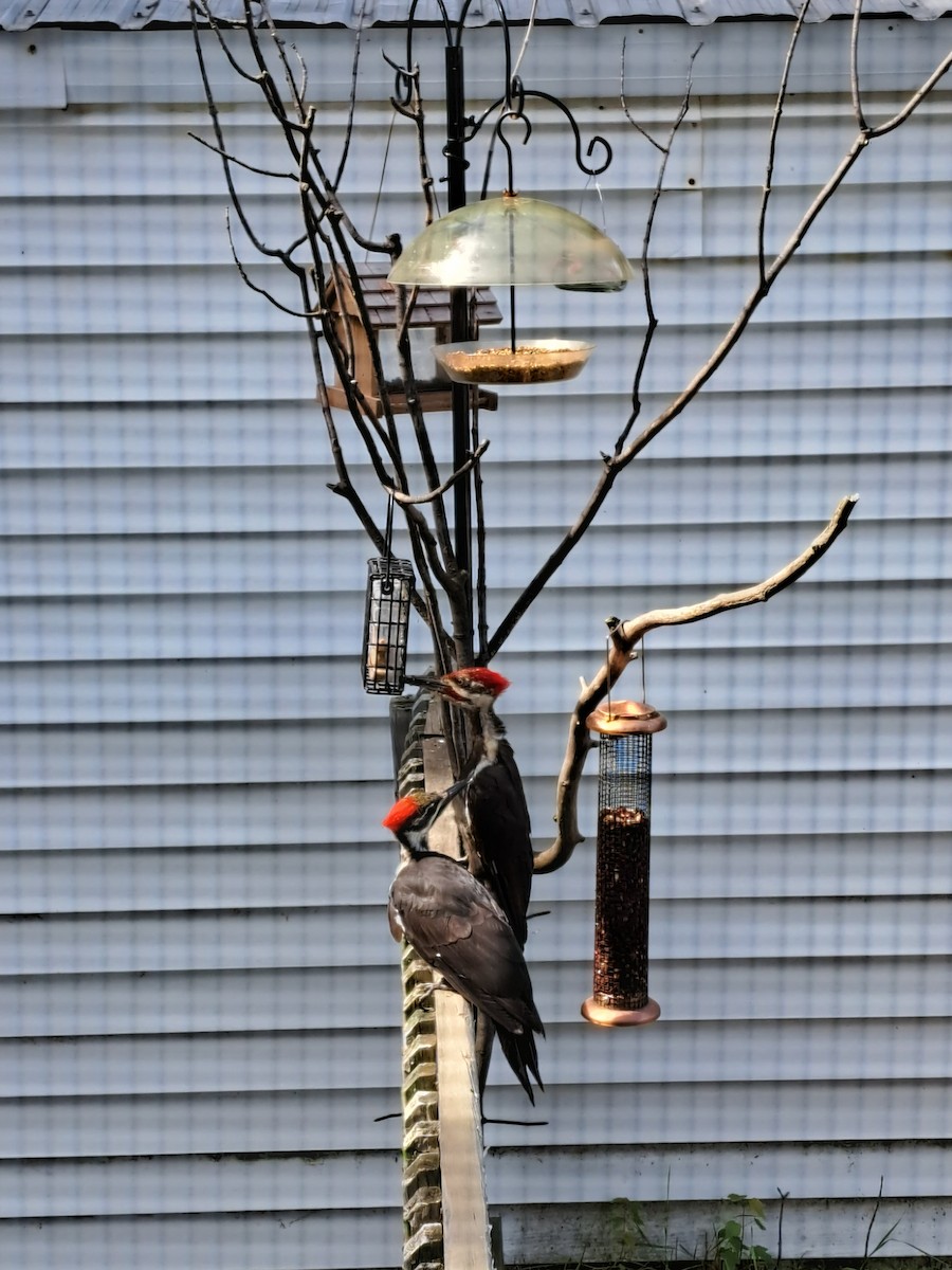 Pileated Woodpecker - ML479216171