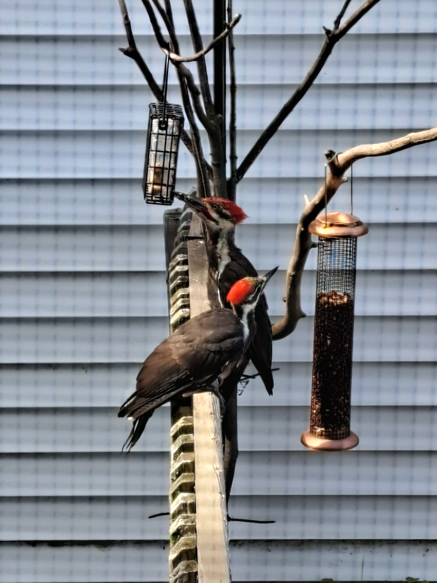 Pileated Woodpecker - ML479216181