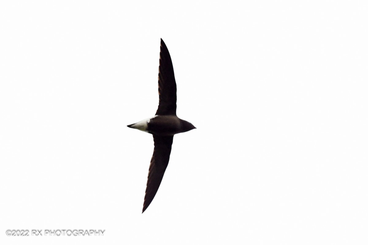 Brown-backed Needletail - ML479217721
