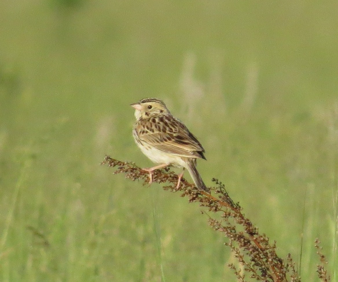 Baird's Sparrow - Susan Disher
