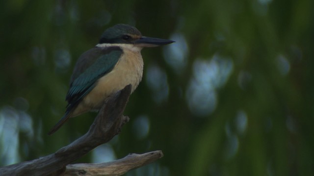 Sacred Kingfisher (Australasian) - ML479235