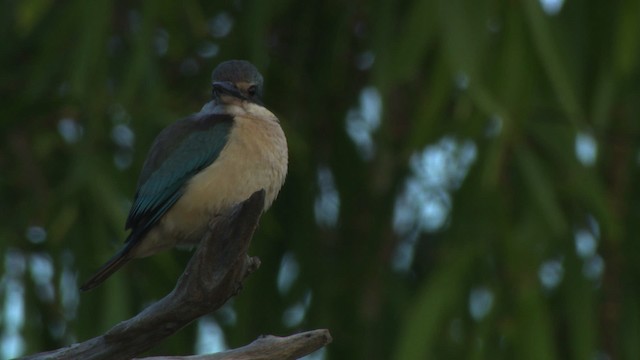 Sacred Kingfisher (Australasian) - ML479236