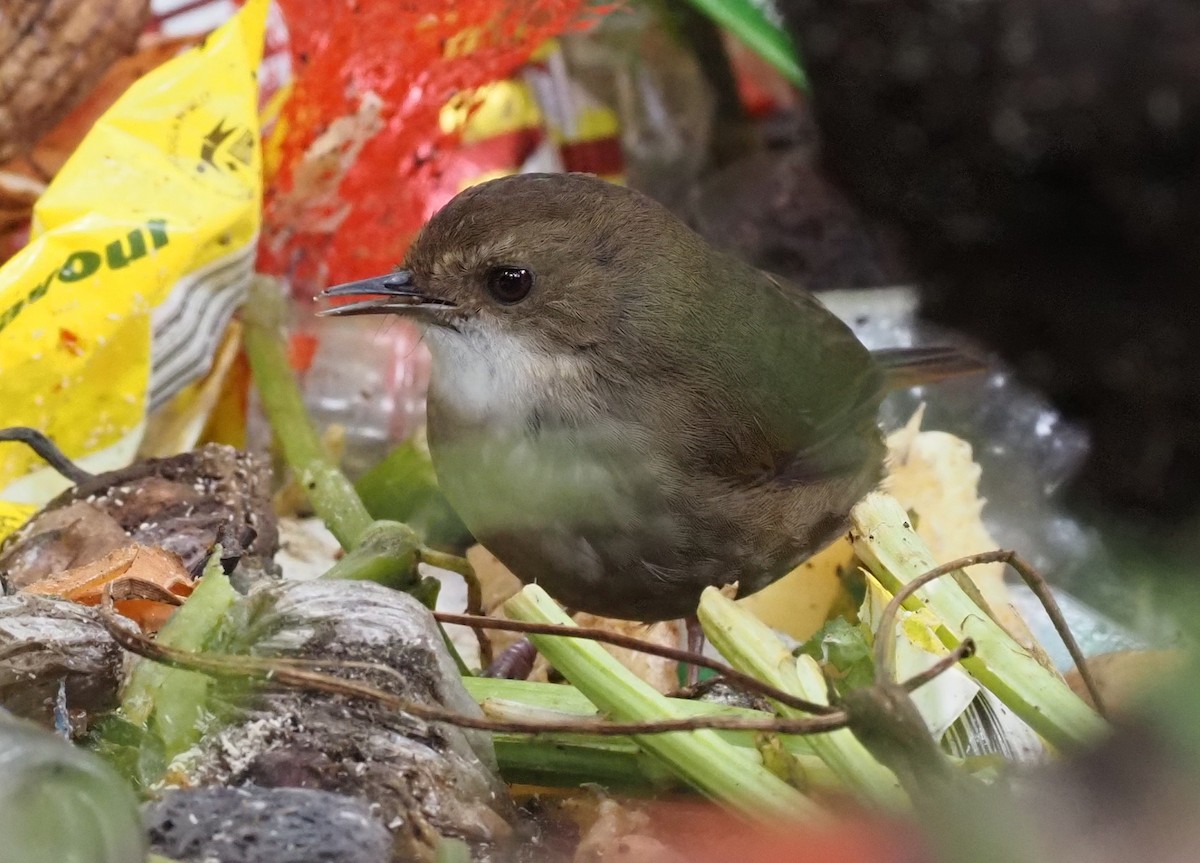 Mountain Mouse-Warbler - ML479236521