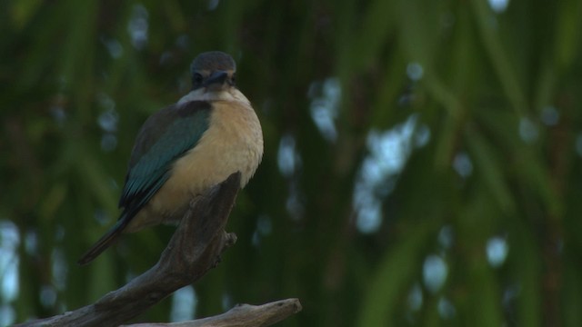 Sacred Kingfisher (Australasian) - ML479238
